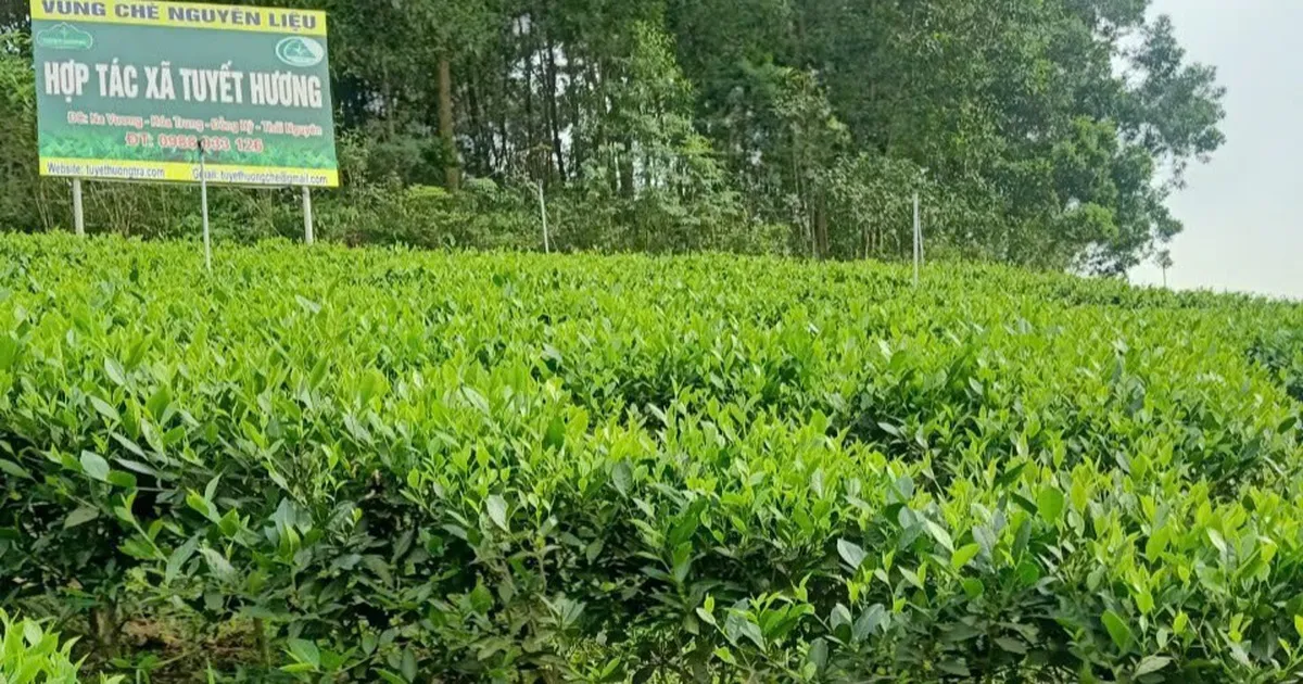 Thái Nguyên: Phấn đấu có ít nhất 20 sản phẩm OCOP từ 3 sao trở lên