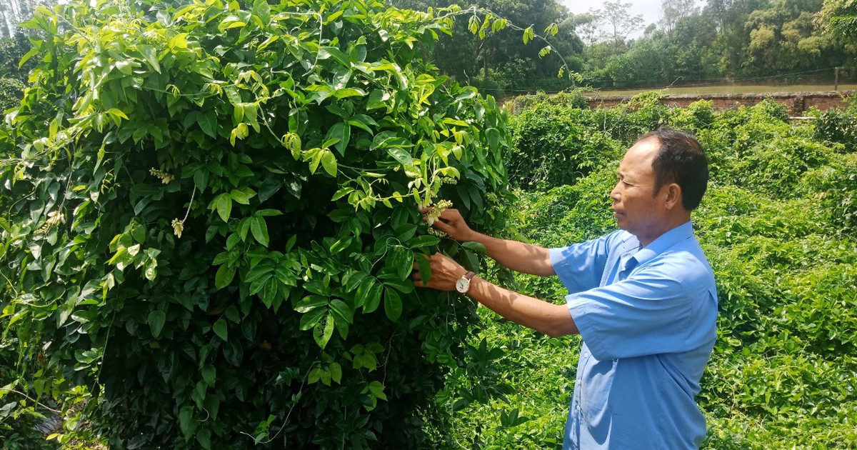 Bắc Giang phát triển OCOP gắn với xây dựng vùng nguyên liệu