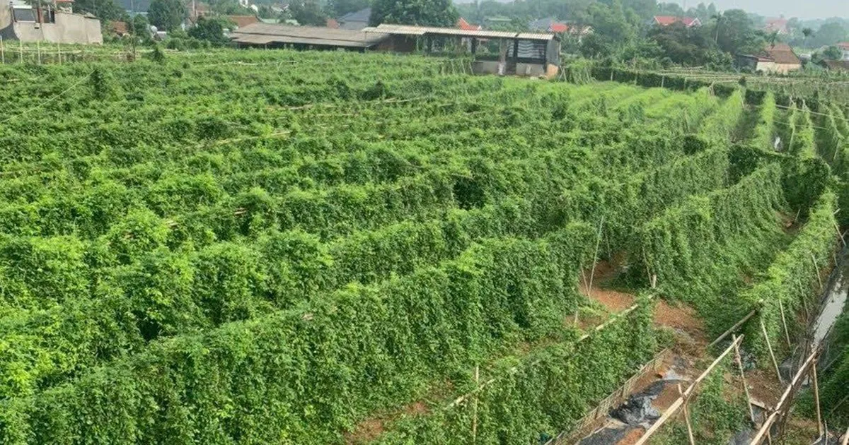 Bắc Giang: Phát triển sản phẩm OCOP đi vào chiều sâu và hiệu quả