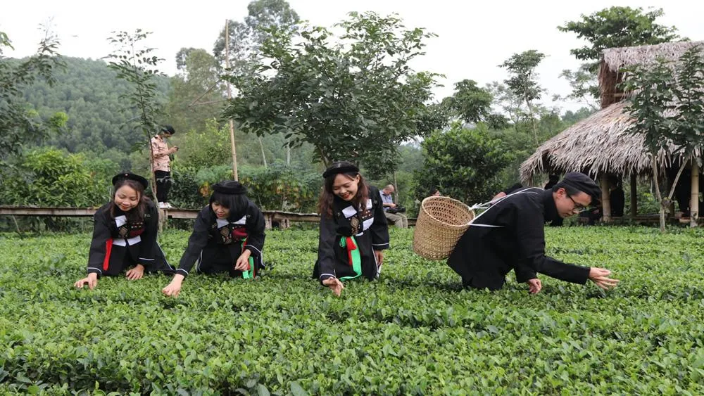 Du khách trải nghiệm hái chè tại bản Ven, xã Xuân Lương (Yên Thế).
