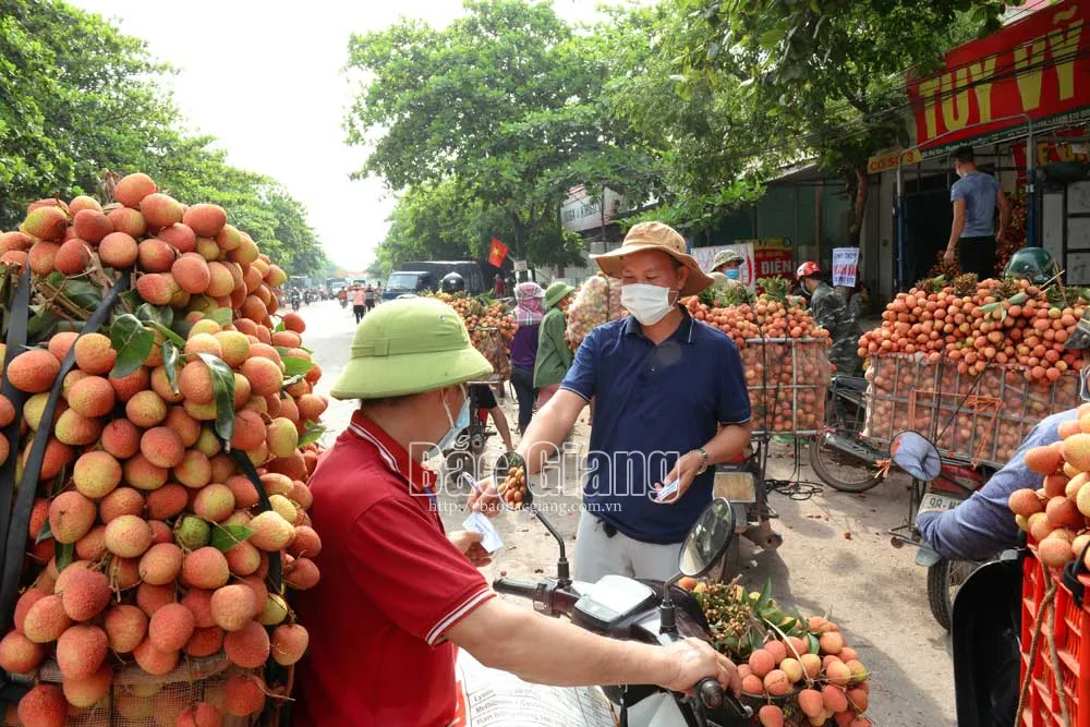 Do ảnh hưởng của dịch Covid-19, các thương nhân Trung Quốc không sang thu mua. Vì thế việc thu mua vải đều do các thương nhân Việt Nam đảm nhiệm. Ảnh: Thương nhân Việt thu mua vải tại phố Kim, xã Phượng Sơn. Thế Đại