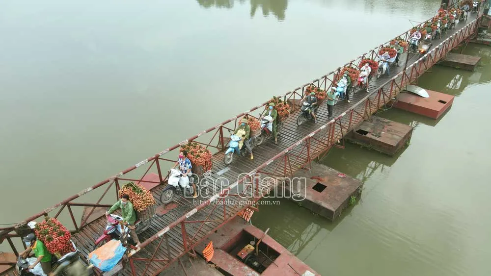 Người dân xã Tân Lập chở vải qua cầu phao. Ảnh: Hoàng Anh