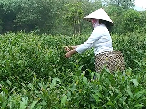 Về Sơn Động thưởng thức chè Bát tiên