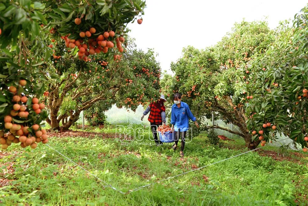 Trồng vải trong nhà màng - hướng sản xuất mới của người dân Lục Ngạn. Ảnh: Thế Đại