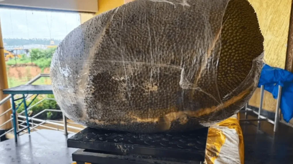 Quả mít nặng 50kg ở Bắc Ninh, mỗi năm cây cho 1-2 trái - 4