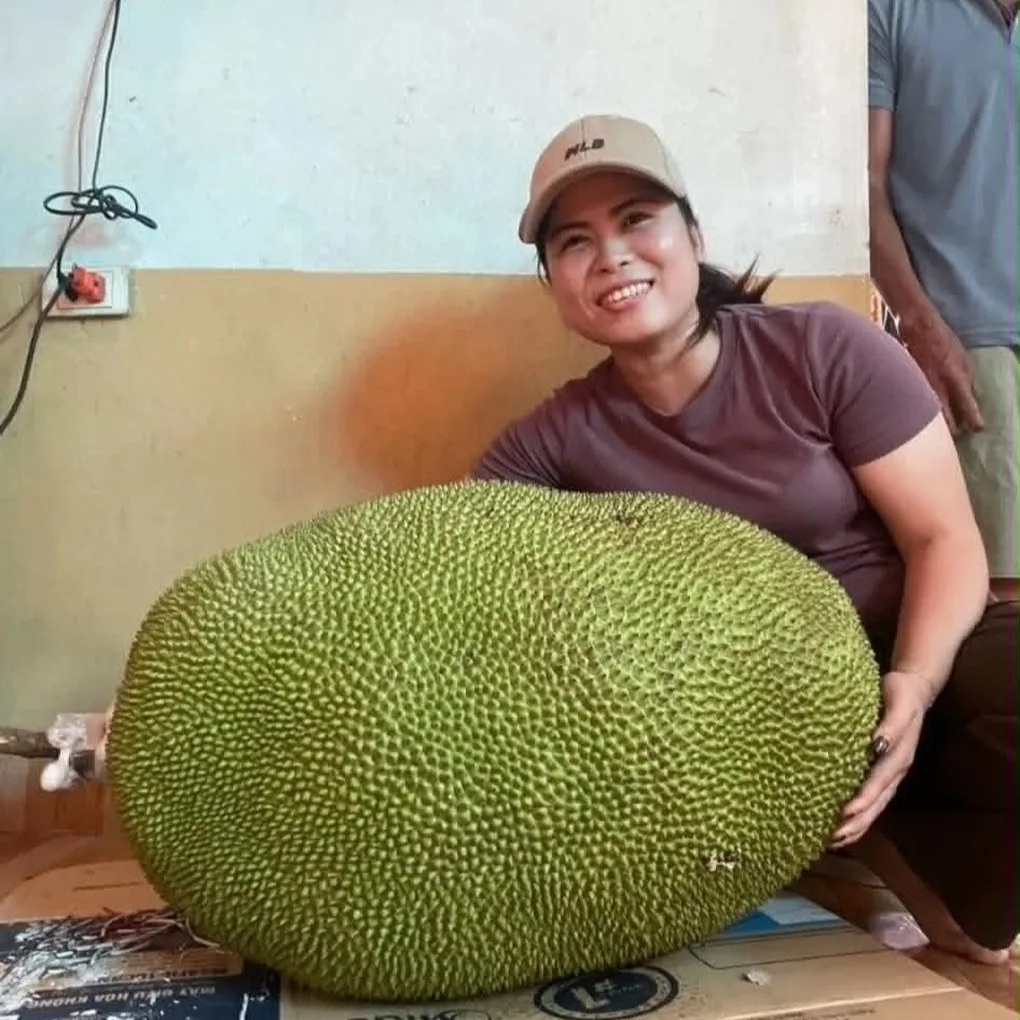Quả mít nặng 50kg ở Bắc Ninh, mỗi năm cây cho 1-2 trái - 2