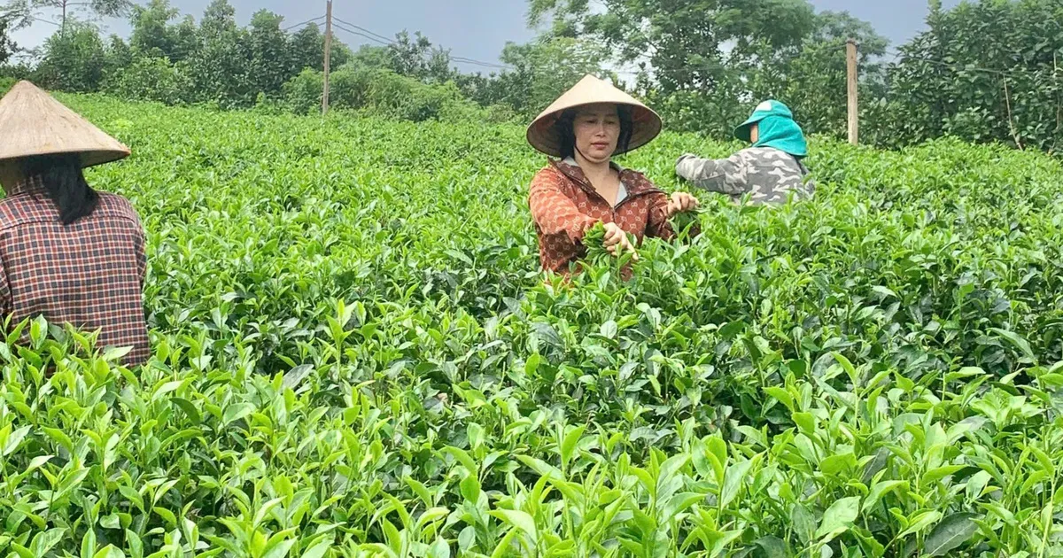 Sản phẩm OCOP miền núi Thủ đô- Bước chuyển mình từ bản sắc đến thương hiệu