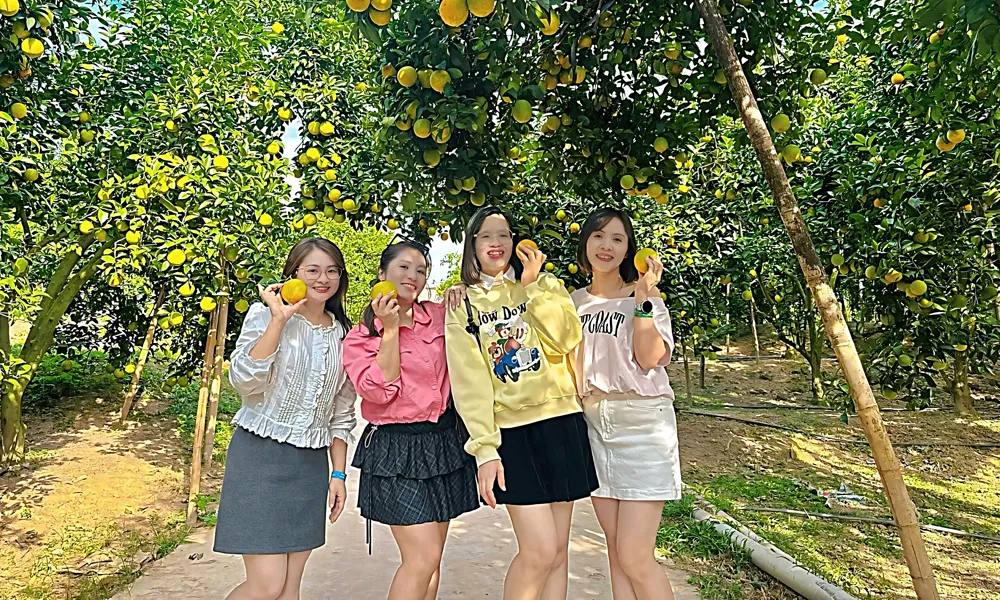 Vườn cam vào mùa trải nghiệm