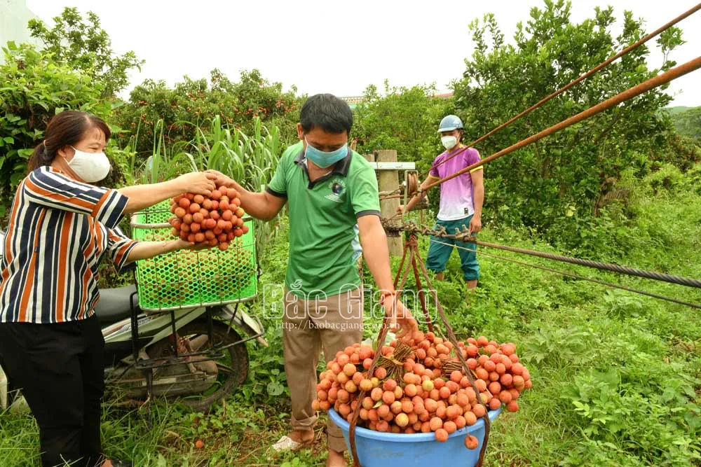 Người dân chuyển vải thiều bằng ròng rọc từ trên núi cao xuống. Ảnh: Thế Đại