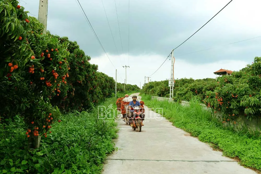 Vùng vải xuất khẩu xã Quý Sơn. Ảnh: Thế Đại