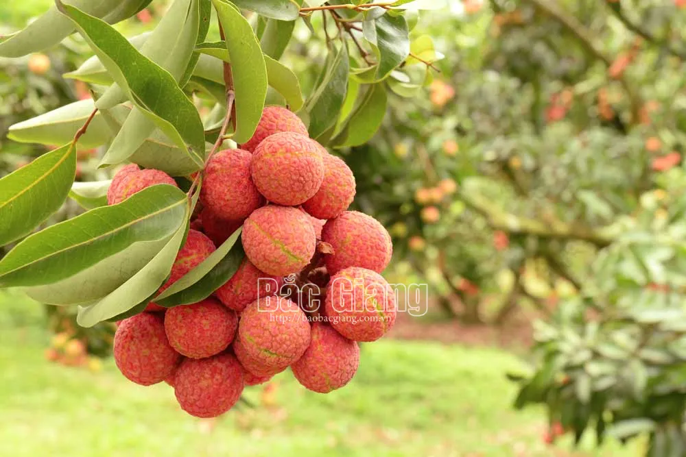 Những chùm quả chín thơm ngon. Ảnh: Thế Đại
