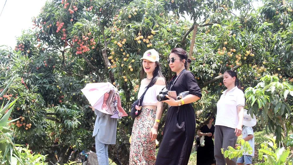  Khách du lịch trải nghiệm vườn vải.