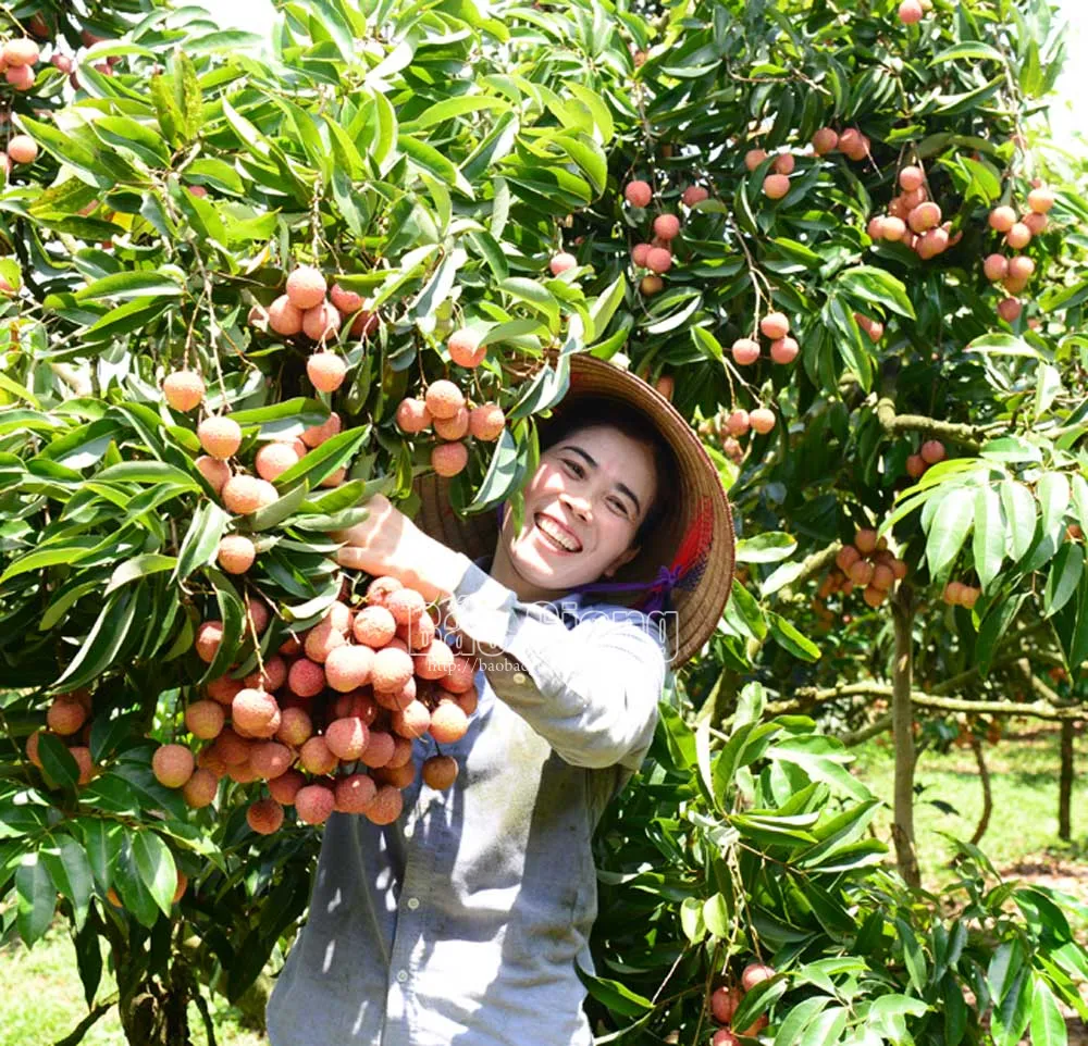 Niềm vui được mùa. Ảnh: Thế Đại