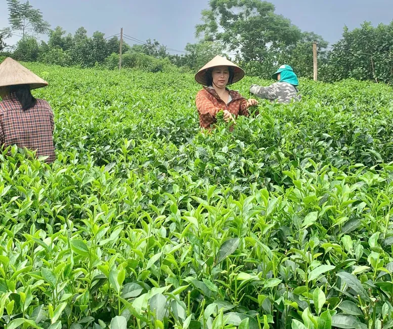 Sản phẩm OCOP miền núi Thủ đô- Bước chuyển mình từ bản sắc đến thương hiệu- Ảnh 1.