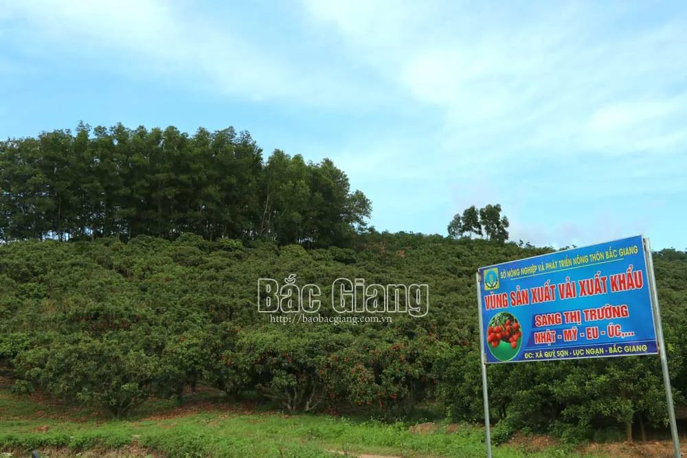 Các vùng sản xuất vải thiều sang thị trường Nhật Bản, Hòa Kỳ, Úc, EU… đều được cắm biển chỉ dẫn và sản xuất theo tiêu chuẩn VietGAP, GlobalGAP. Ảnh: Quang Huấn