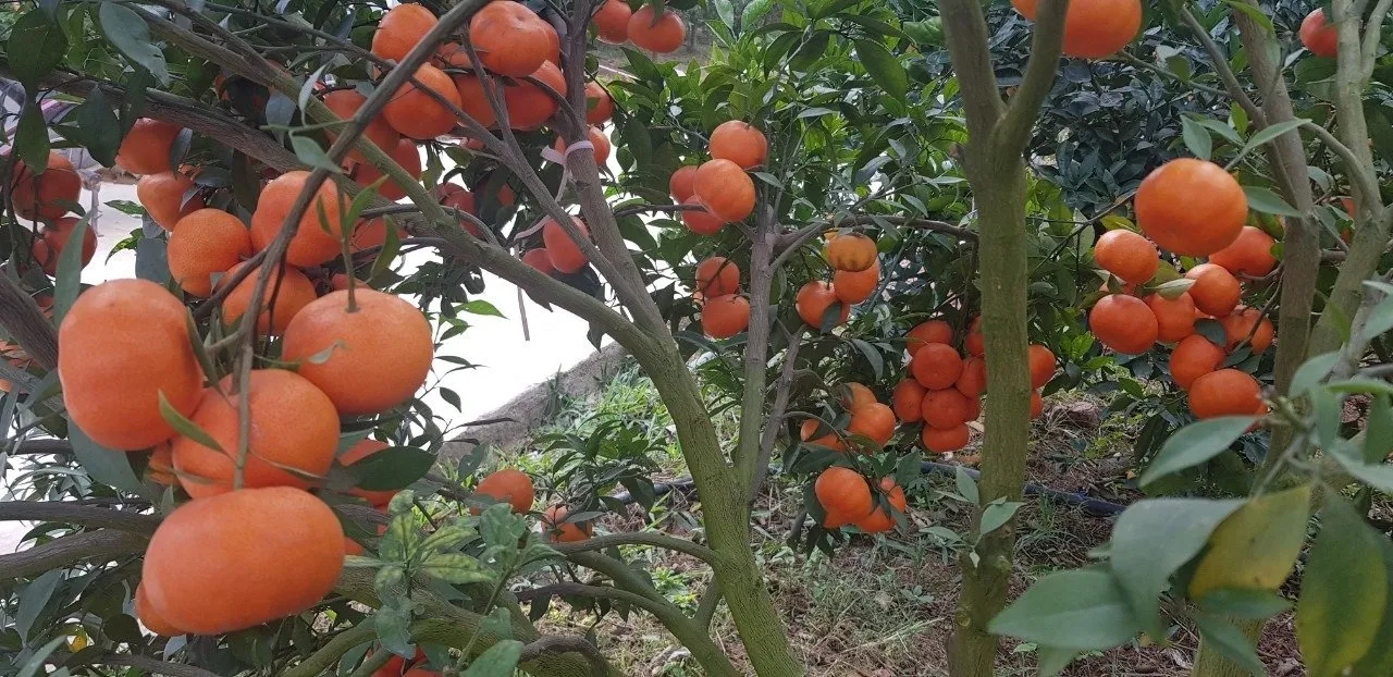 Lục Ngạn: Mùa cam, bưởi - Mùa du lịch!