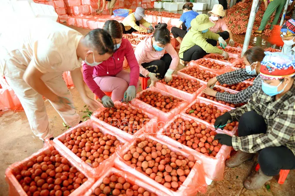 Đại diện thương nhân Trung Quốc tại Việt Nam hướng dẫn nhân công đóng gói vải xuất khẩu. Ảnh: Thế Đại