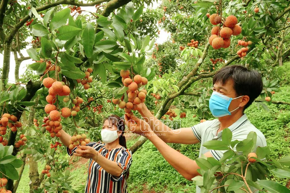 Anh Tô Văn Phú (ảnh), thôn Héo A, xã Hộ Đáp áp dụng kỹ thật cho vải ra quả từ thân cây. Ảnh: Thế Đại