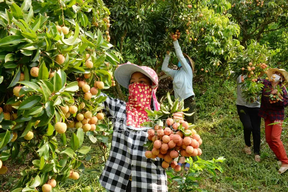 Chi hội Nông dân thôn Thượng Phương Sơn giúp gia đình hội viên bị cách ly y tế thu hoạch vải thiều. Ảnh: Thế Đại