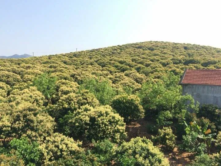 Lục Ngạn - mùa hoa vải thiều