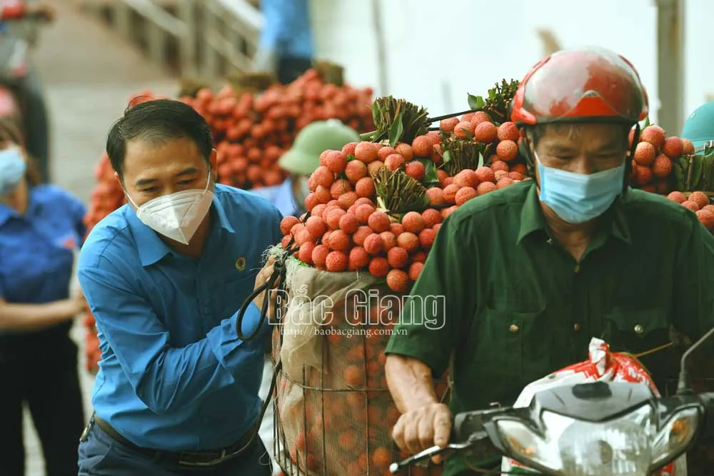 Cán bộ, công chức huyện Lục Ngạn tham gia giúp dân vận chuyển, tiêu thụ vải thiều. Ảnh: Hoàng Anh