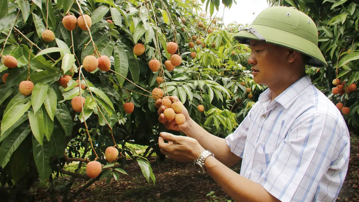 Bắc Ninh: Công nhận 15 Vườn vải đẹp năm 2026