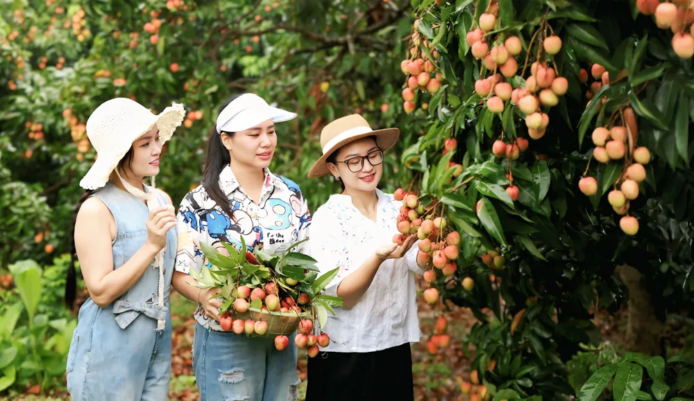 Thu hút du khách đến vùng vải sớm ở Tân Yên
