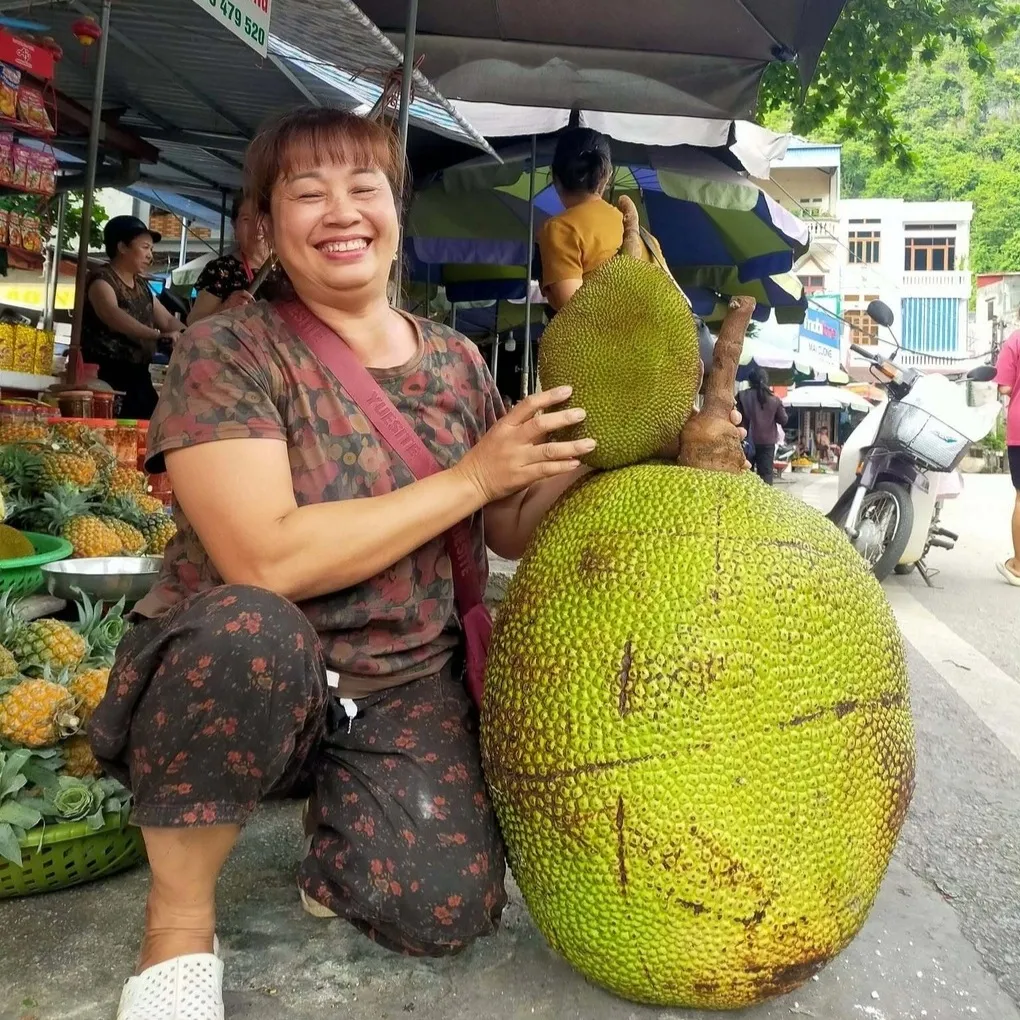 Quả mít nặng 50kg ở Bắc Ninh, mỗi năm cây cho 1-2 trái - 3