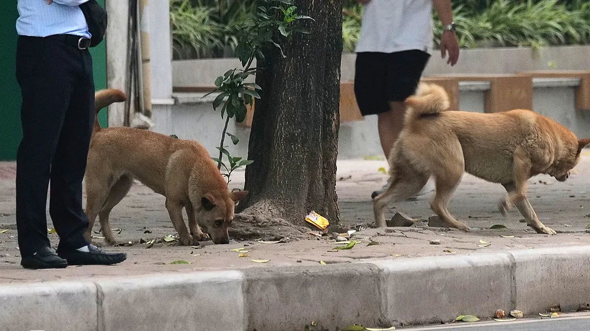 Trẻ tự ý trèo tường vào nhà bị chó cắn, tôi có phải bồi thường?
