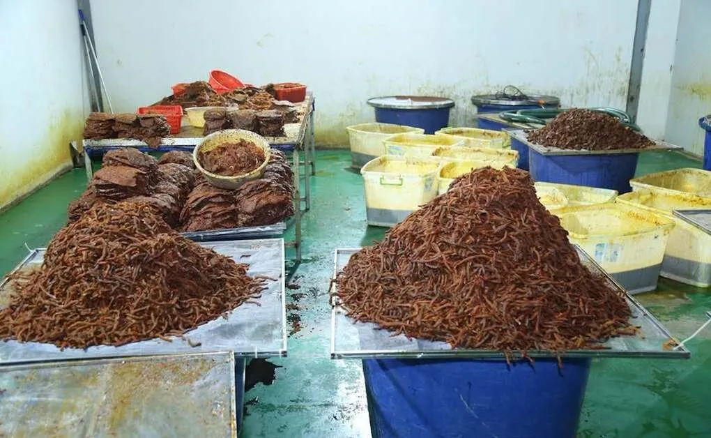 Thịt trâu được hô biến thành thịt bò khô để bán ra thị trường. Ảnh: Thái Hà
