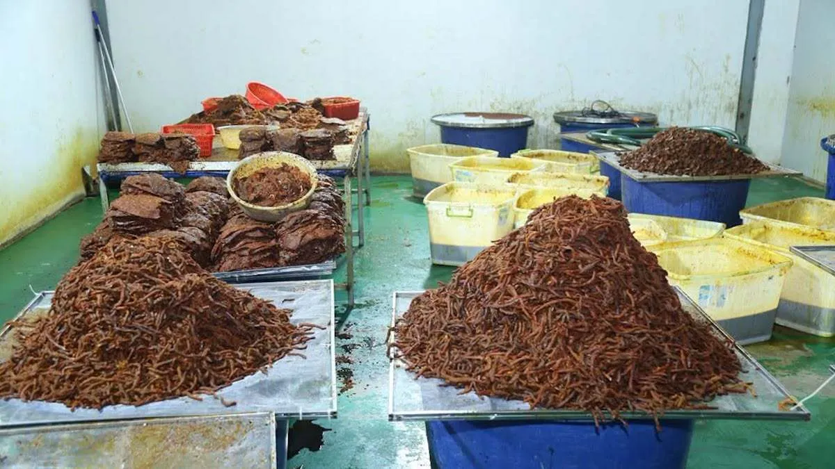 Giám đốc 'hô biến' 65 tấn thịt trâu thành bò