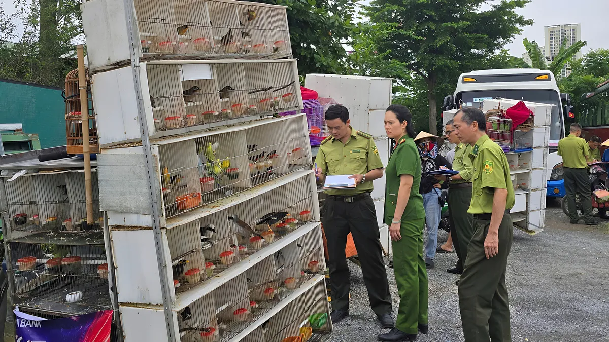 15 xe bán hơn 1.000 chim trời ở chợ phiên tự phát bị kiểm tra bất ngờ