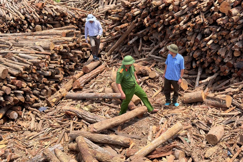 Số gỗ không có hóa đơn, chứng từ chứng minh nguồn gốc bị phát hiện tại Công ty TNHH TMV Nông Huyền. Ảnh: Ngọc Oanh