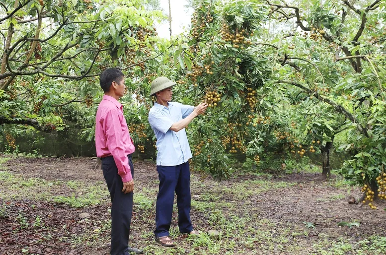 Phát triển sản phẩm OCOP vươn tầm xuất khẩu nước ngoài- Ảnh 2.