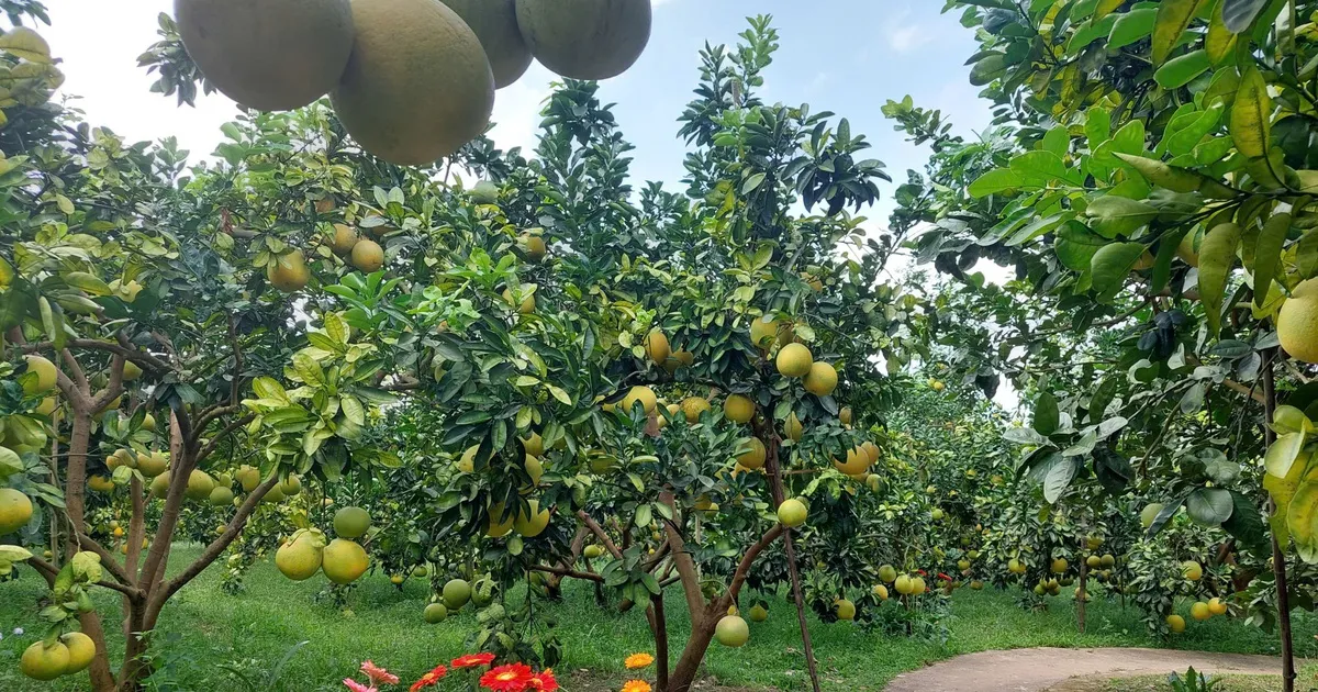 Đổi mới tư duy phát triển nông nghiệp: Từ sản xuất truyền thống đến kinh tế nông nghiệp hiện đại