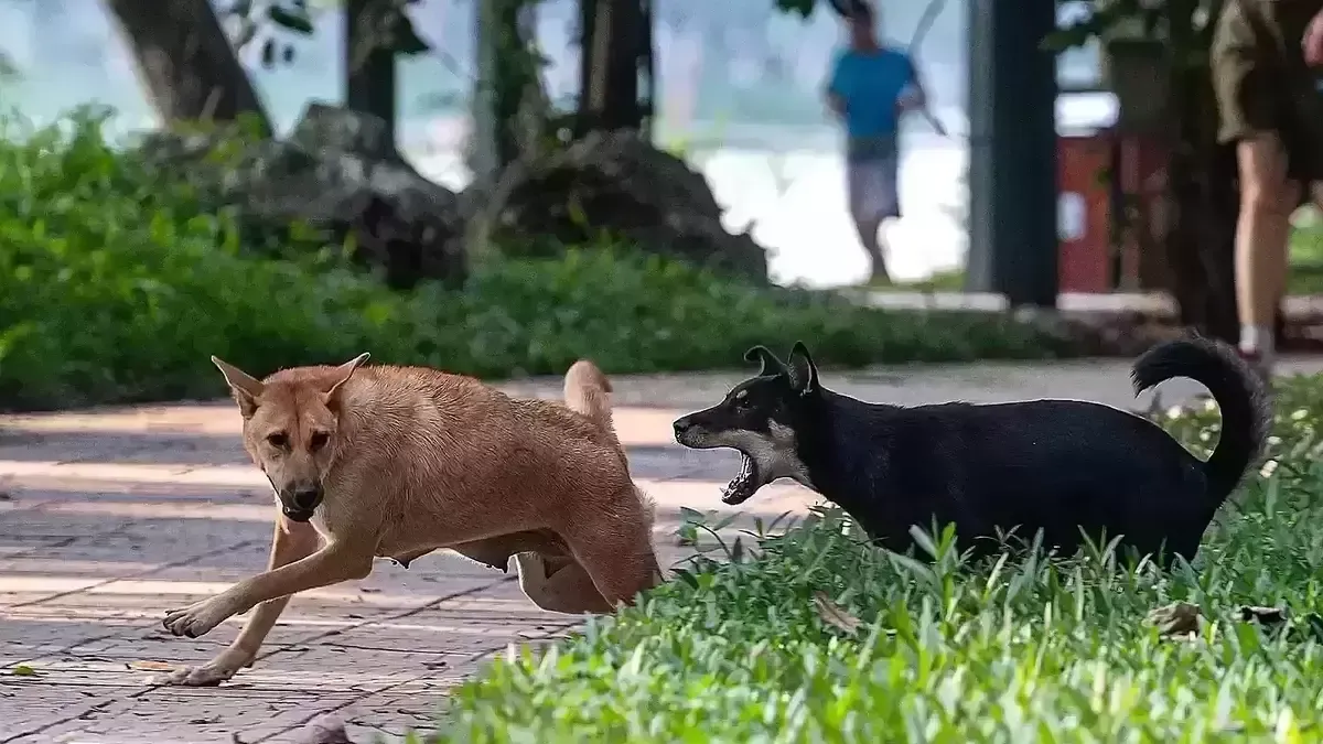 Tranh chấp vụ chó thả rông gây tai nạn khiến tài xế tàn tật