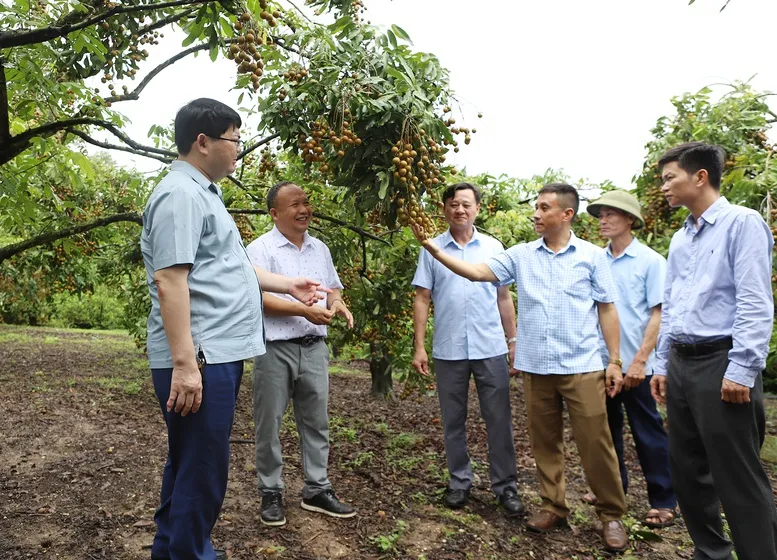Phát triển sản phẩm OCOP vươn tầm xuất khẩu nước ngoài- Ảnh 1.