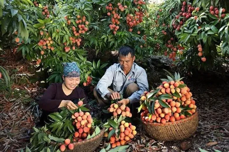 OCOP - Đòn bẩy nâng tầm nông sản Phúc Hòa- Ảnh 2.