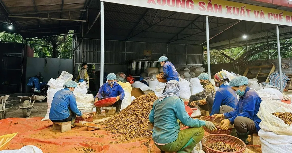 Bạch Thông phát huy kinh tế tập thể, nâng tầm sản phẩm OCOP