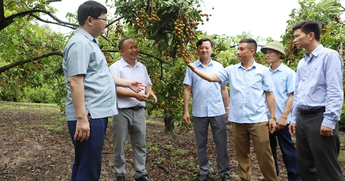 Phát triển sản phẩm OCOP vươn tầm xuất khẩu nước ngoài