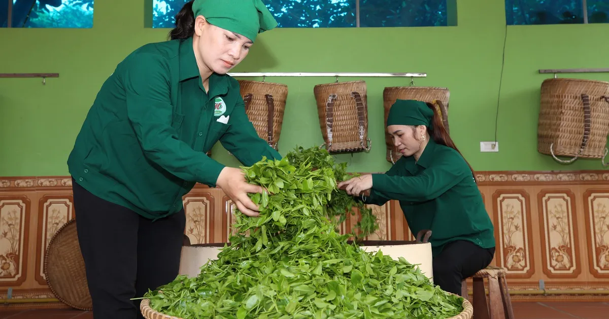 OCOP Thái Nguyên - Bứt phá từ giá trị bản địa