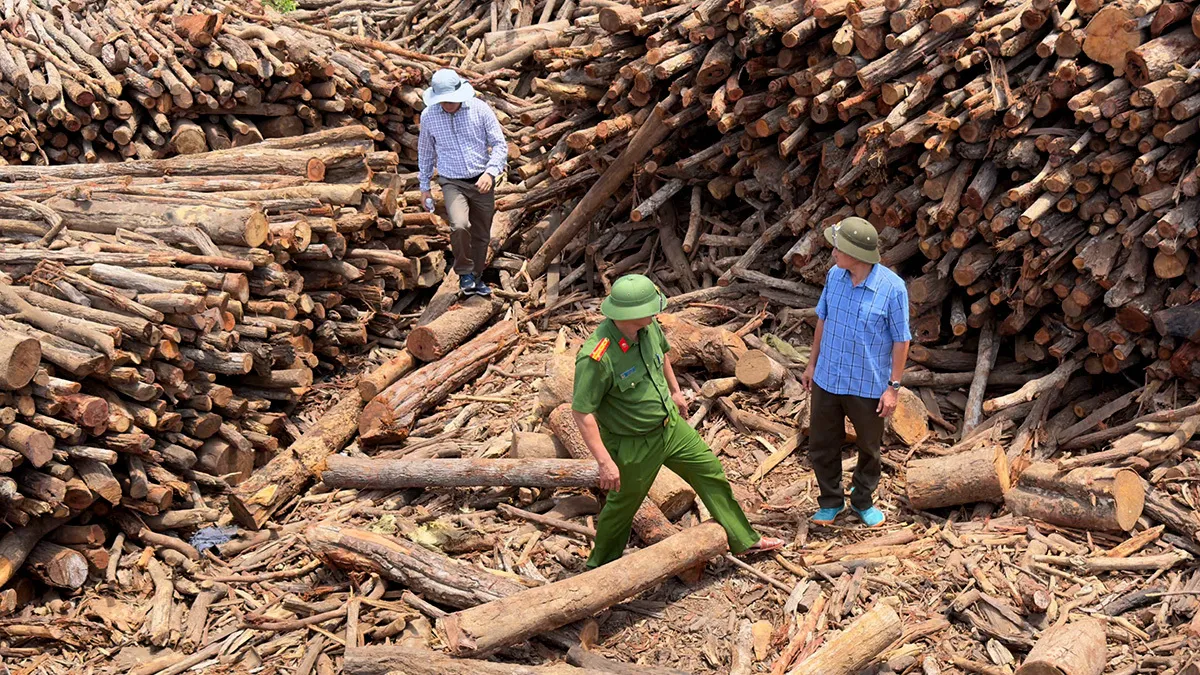 Nữ giám đốc chung chi tiền hàng tháng để 'thông chốt' gỗ lậu