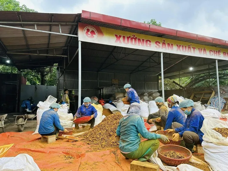 Bạch Thông phát huy kinh tế tập thể, nâng tầm sản phẩm OCOP- Ảnh 1.