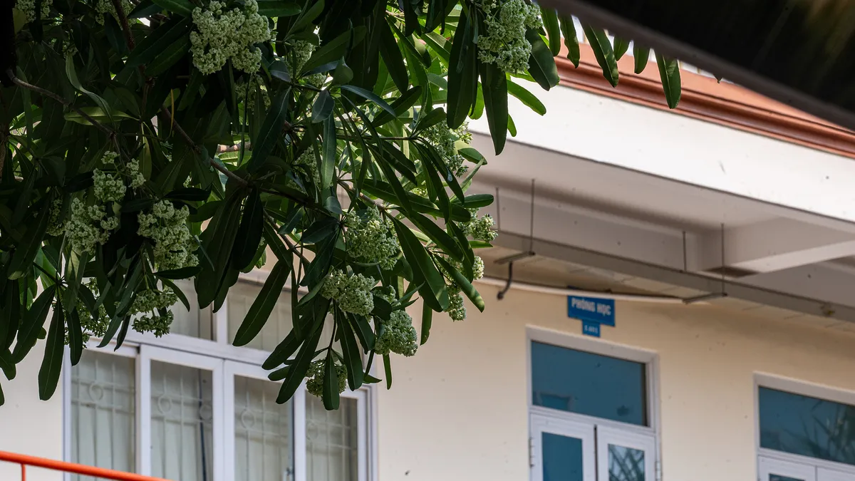 Người dân có được tự ý cắt cành hoa sữa trước nhà?