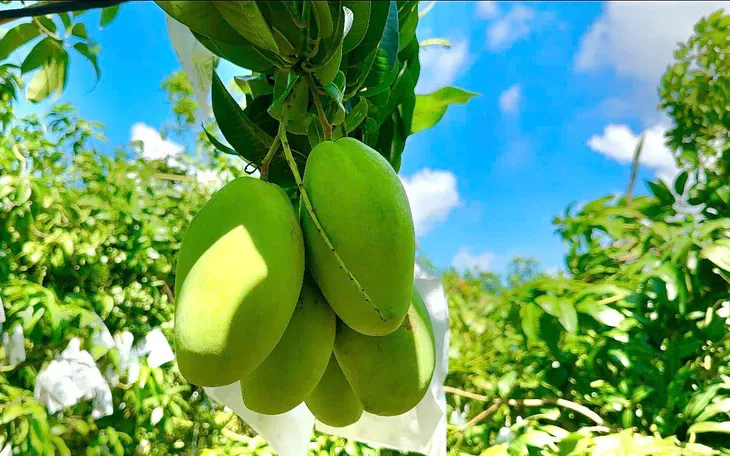 Bưởi Bắc Ninh xuất khẩu sang Nga, ổi sang Anh, trái cây còn dư địa nào? - Ảnh 2.